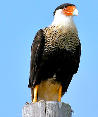 Crested+Caracara+5