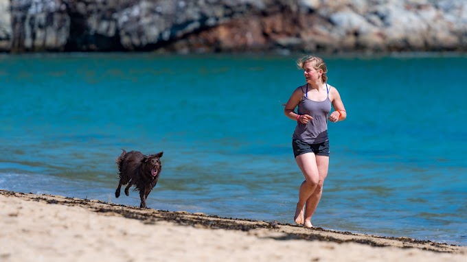 Why not take your dog to the beach?