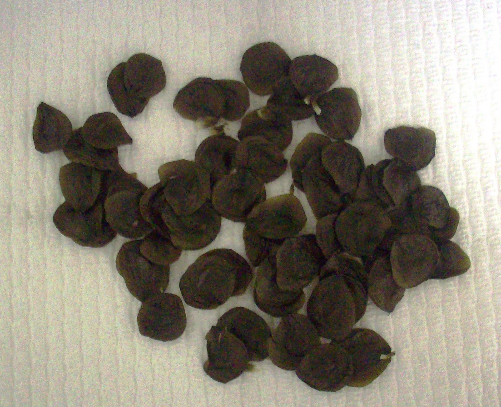 Dawn's Garden: amaryllis seeds