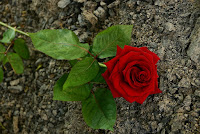 red rose