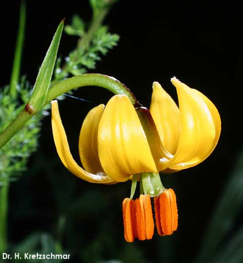 Лилия албанская (Lilium albanicum)