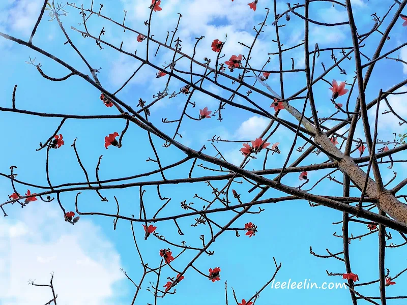 三峽臺北大學也有一整片的木棉花林耶每年3月是最佳賞花期喔