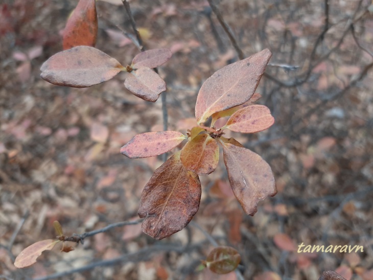 Рододендрон остроконечный (Rhododendron mucronulatum)