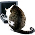 Picture:Cat With Laptop