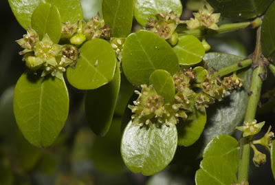 Coronillo Scutia buxifolia