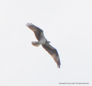 Osprey