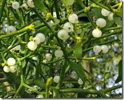 Mistletoe_Berries_Uk