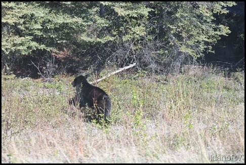 Bear-Back
