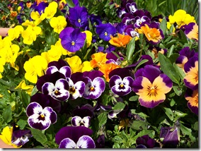 violas in a pot