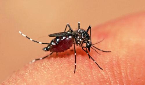 Nyamuk Aedes aegypti penyebab chikungunya