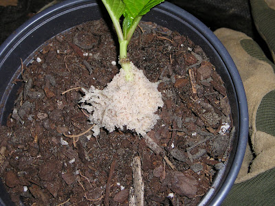 Here’s the root system of the ‘Purple Homestead’ verbena 