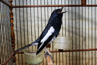 STELAN MAKANAN DAN MINUMAN INI BIKIN BURUNG KACER CEPAT GACOR - Harga Burung Kenari