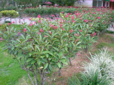 Tanaman Penghias Laman Pokok Renek 
