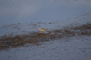 Red Knot