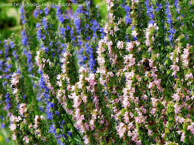 Hyssopus officinalis fioletowy i niebieski