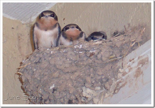 Swallows_3Babies