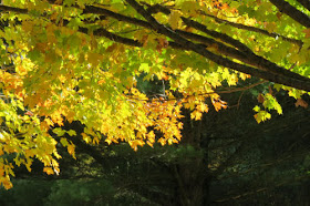 autumn maple tree