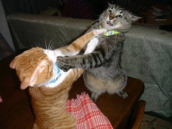 tarung kucing berkelahi http://www.wikiasia.blogspot.com/
