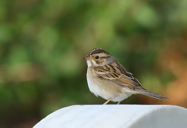 Clay-colored Sparrow in San Diego