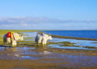 Qinghai Lake