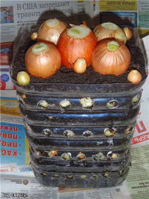 trồng rau tại nhà