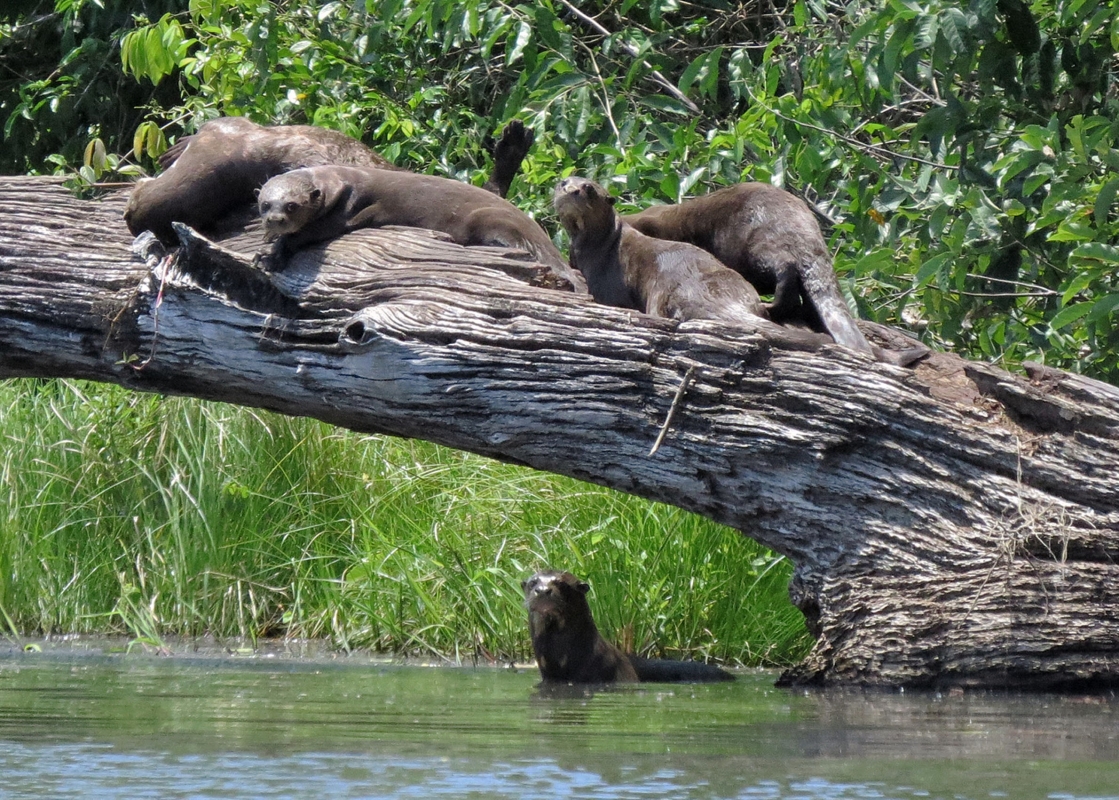 Amazon Trip  South Amarica Giant Otters