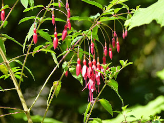 Fuchsia de Magellan - Fuchsia magellanica 