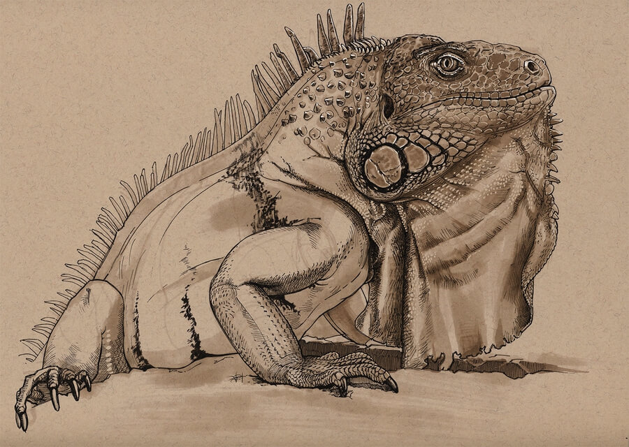 09-Iguana-lizard-Ink-Drawings-Floris-van-der-Peet-www-designstack-co