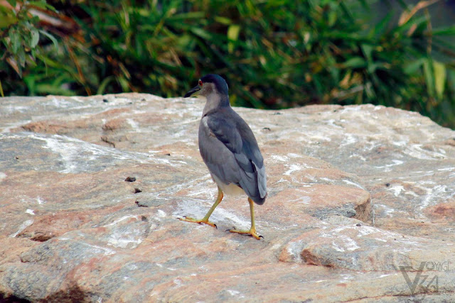 Black-Crowned Night Heron