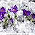 Snow Flowers Blooms