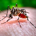 About dengue fever 