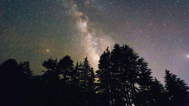 Tree silhouettes beneath the stars