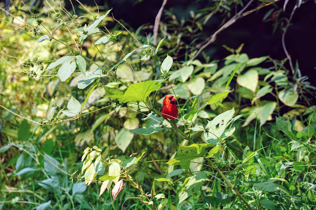 Cardinal near Humber River