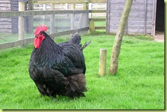 australorp