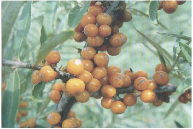 Kegunaan dan Posisi SEABUCKTHORN dalam pengobatan TIBET Dan MONGOLIA