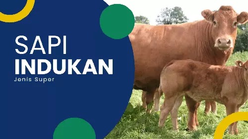 sapi indukan super