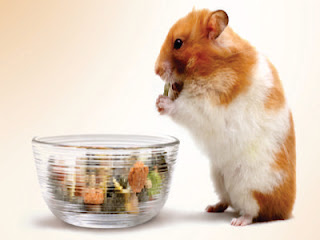 makanan hamster