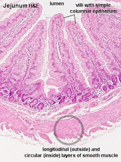 HISTOLOGI VETERINER I JARINGAN OTOT