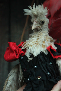 Chamois Polish frizzled chick in vampire costume