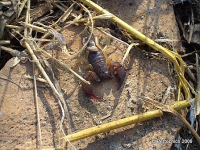 Escorpión del Monte Testaccio, Roma