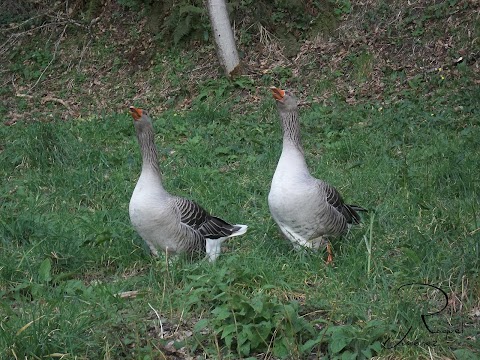   SON CLONES... ?