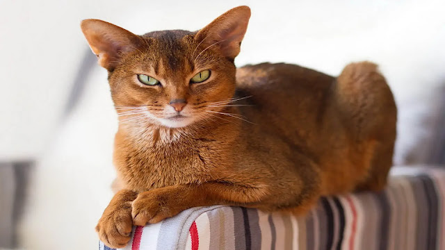 Abyssinian Cats