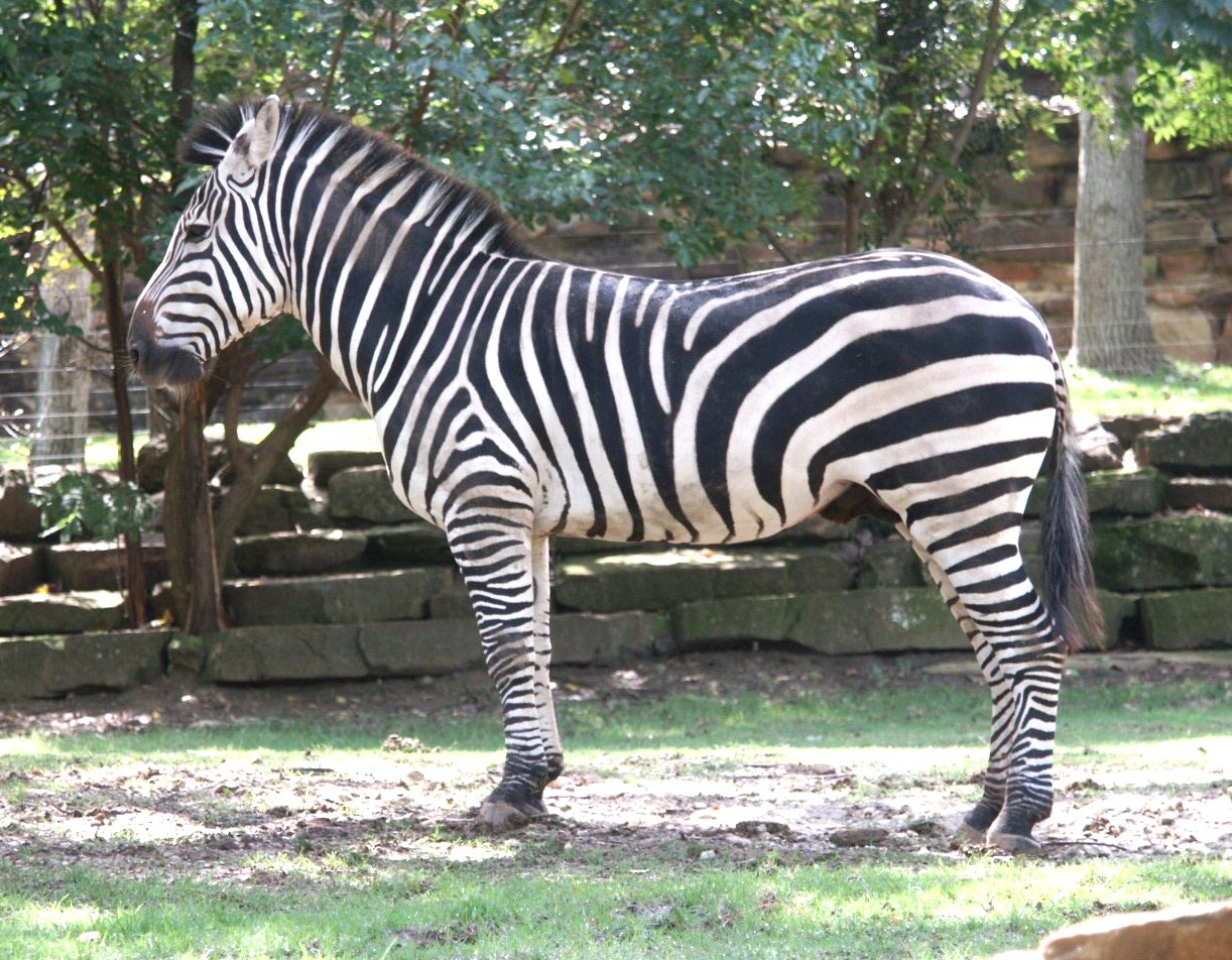  gambar zebra  Indonesiadalamtulisan Terbaru 2014