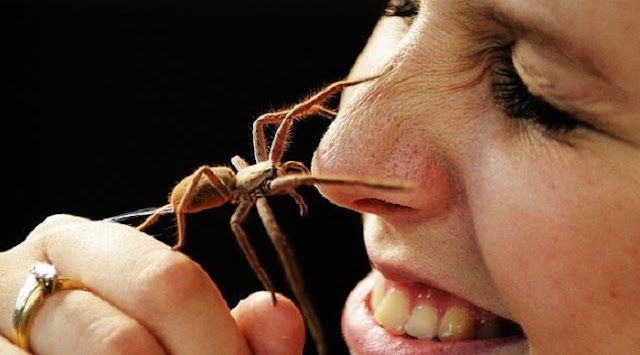 Arachnophobia, Spider Phobia - The Route To Overcoming Your Fear of Spiders