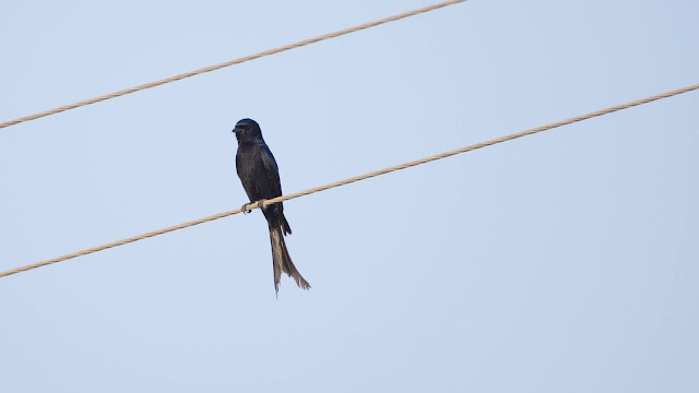 Black Drongo (कोतवाल, भुजंग) - Dicrurus macrocercus