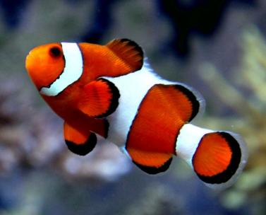 10 Jenis Ikan Nemo yang Cocok untuk Aquarium di Rumah