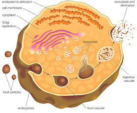 Roles of Endocytosis and Exocytosis