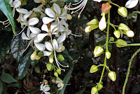 Clerodendrum laevifolium