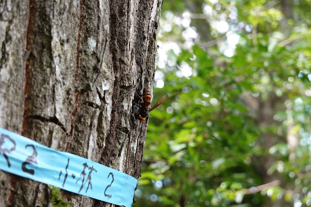 鳥取県西伯郡伯耆町丸山　伯耆町 交流の森