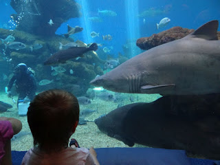 Rekiny w Palma Aquarium